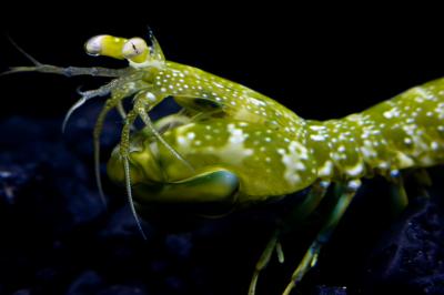 Mantis Shrimp Eyes 1