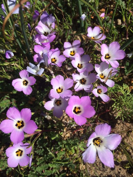 Ground pink, native wildflower