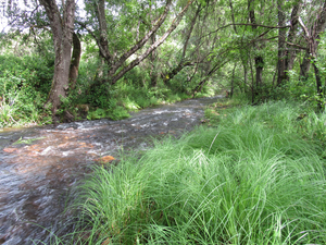 Habitat of the newly described species C. quixotiana