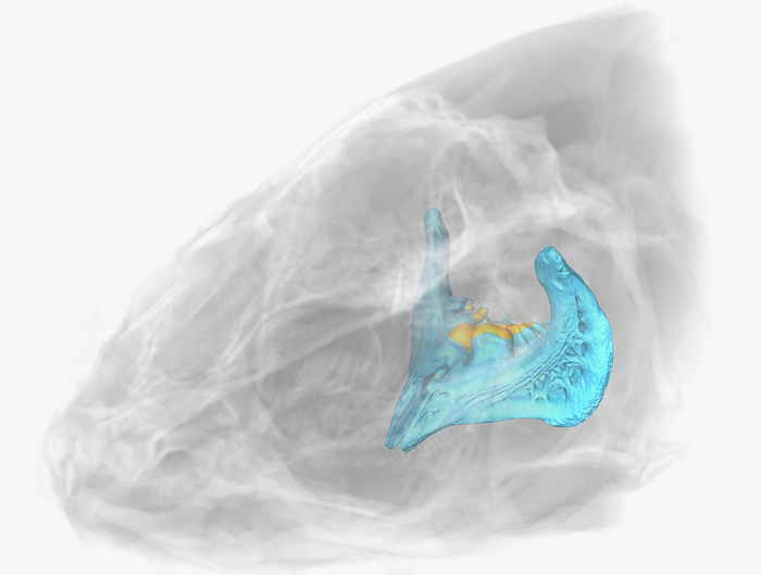 3D reconstruction of skull, demonstrating the location of the pharyngeal bone and teeth
