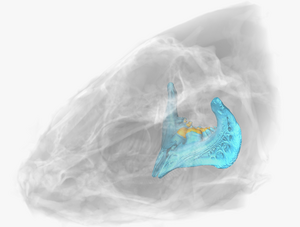 3D reconstruction of skull, demonstrating the location of the pharyngeal bone and teeth