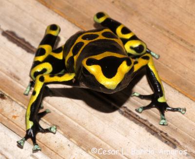 <i>Dendrobates leucomelas</i> (1 of 2)