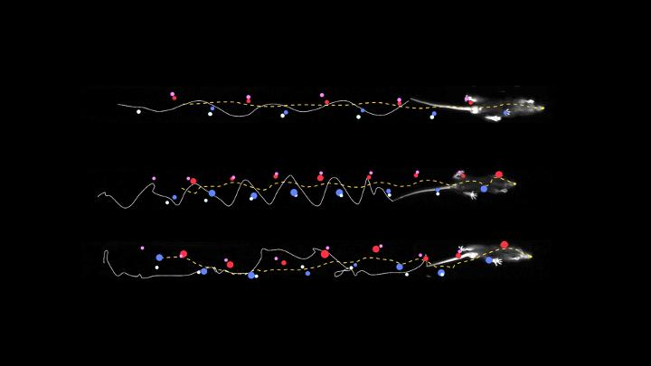 Roadmap for Linking Neurological and Locomotor Deficits