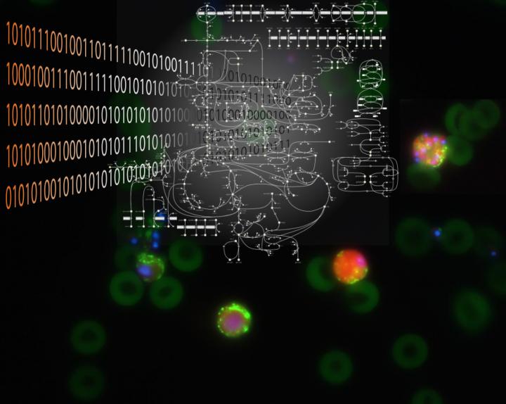 <em>Plasmodium berghei</em> Parasites (Red) Infect Mouse Erythrocytes (Green)
