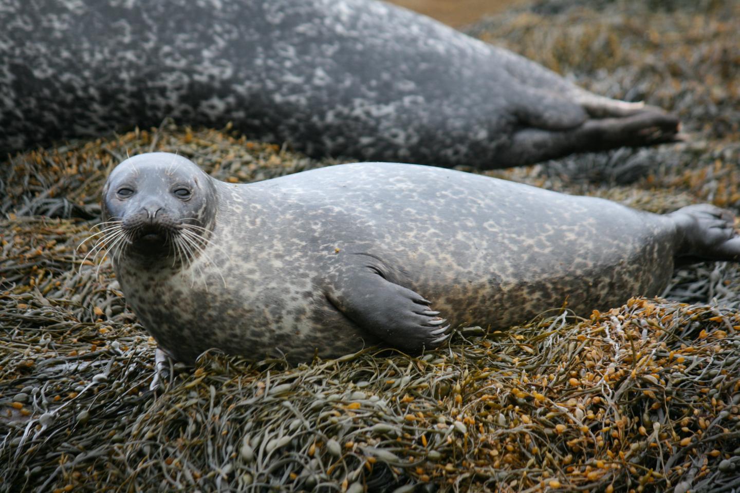 Wearable Device Reveals How Seals Prepare for Diving