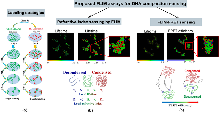 Schematic representation of the newly developed FLIM assays for mapping intranuclear variations in DNA compaction