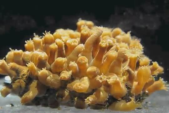 Stony Coral Transition to Solitary Existence