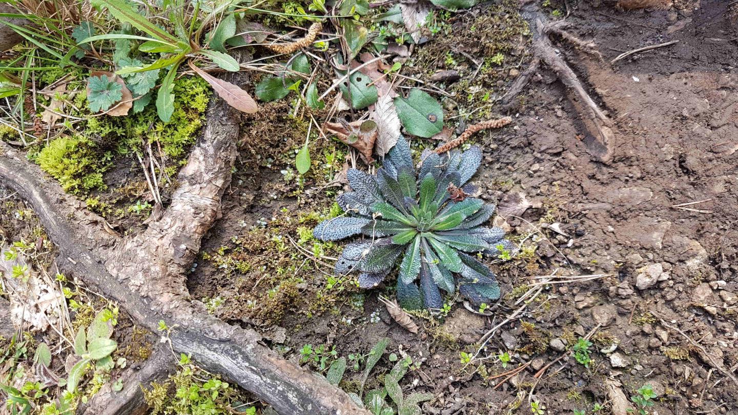 Arabidopsis thaliana