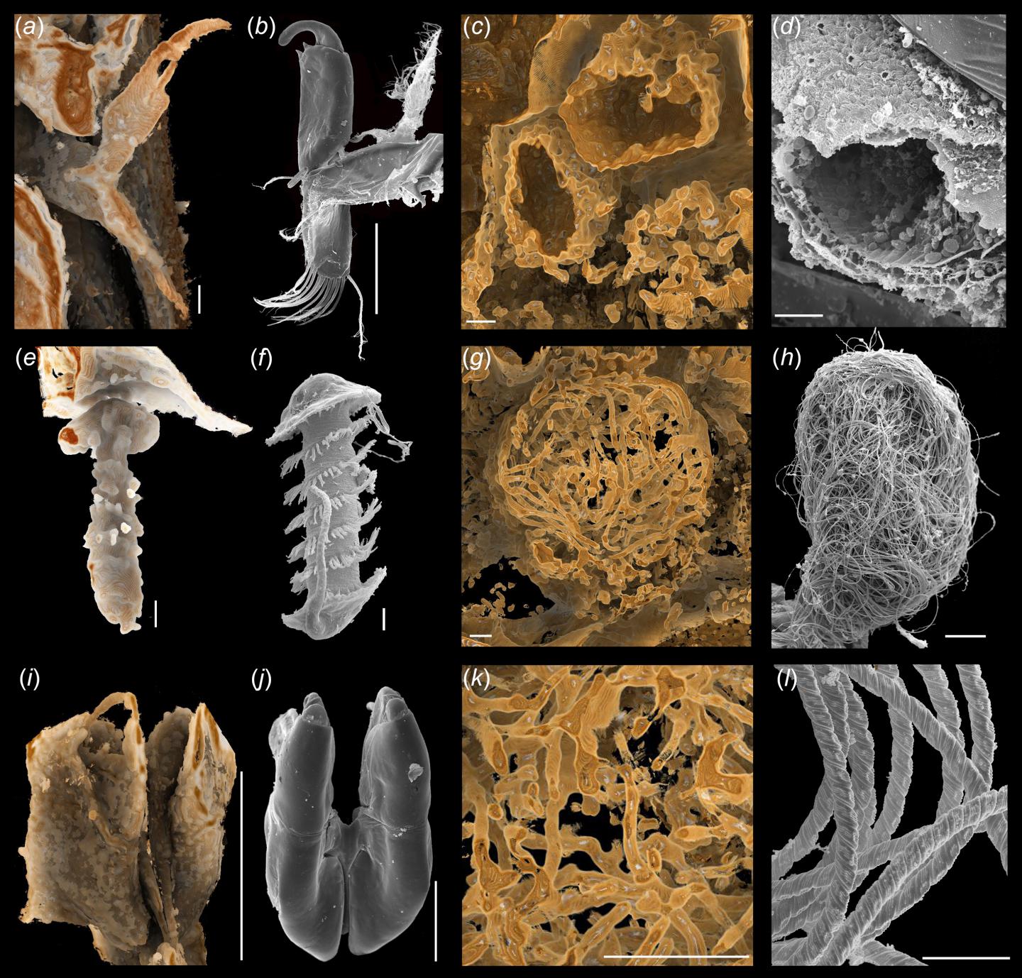 100 Million Year Old Amber Reveals Sexual Intercourse Of Ostracods Science Codex 7865