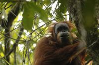 Tapanuli Orangutan