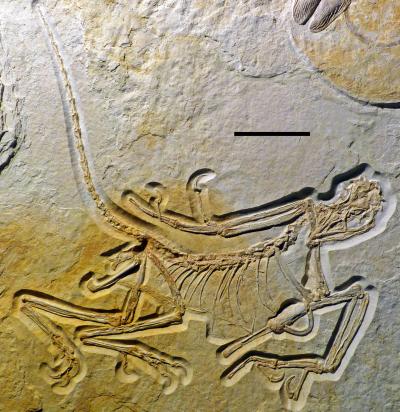 <I>Archaeopteryx</I>