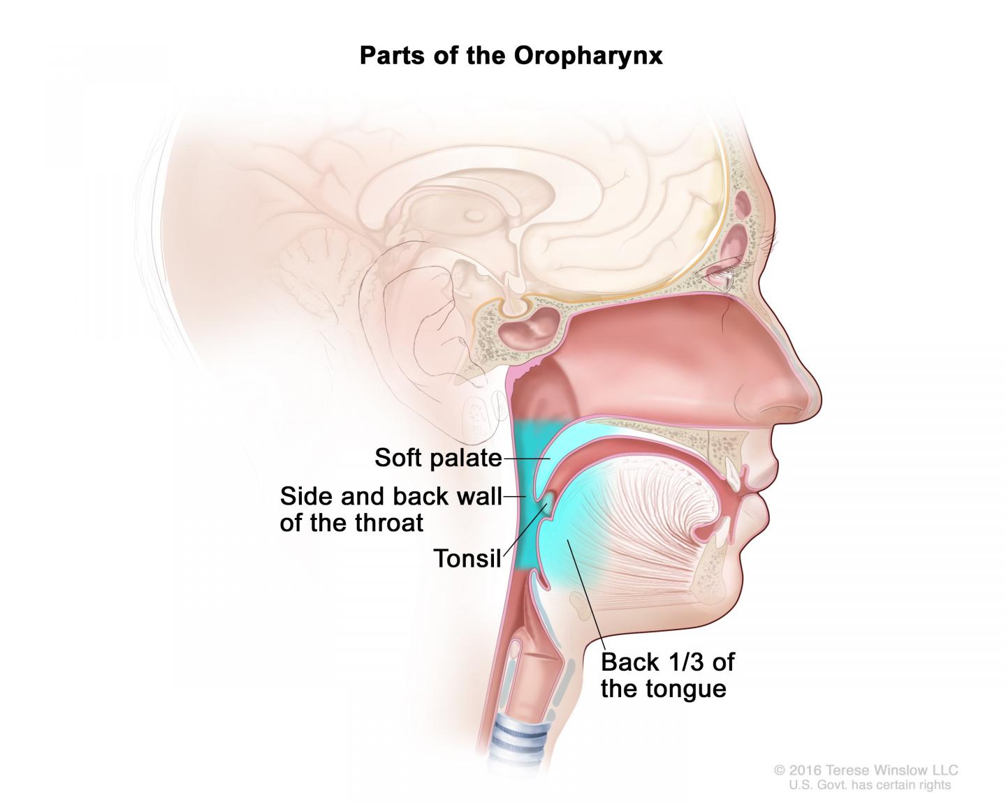 Oropharynx