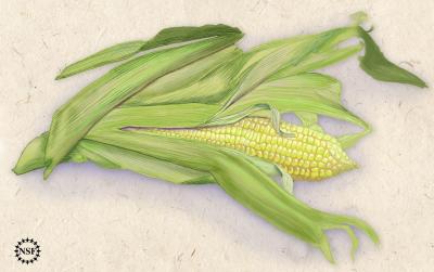 Genetics of Corn