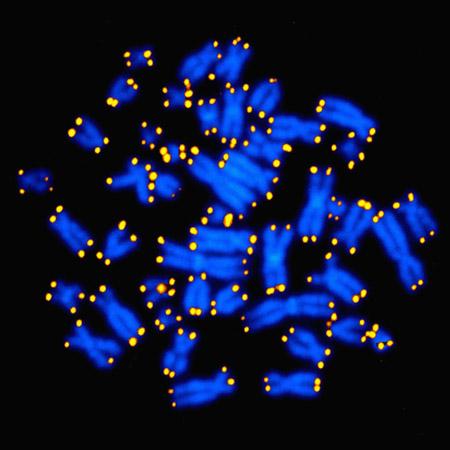 Human Chromosomes with Telomeres
