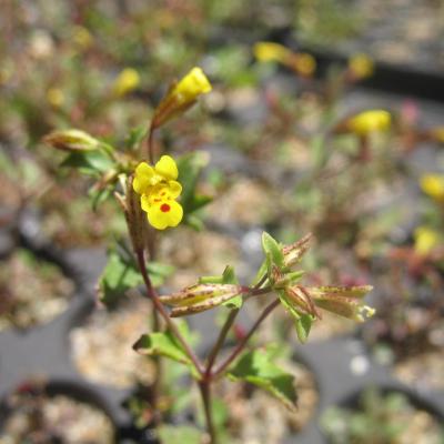 Cutleaved Monkeyflower