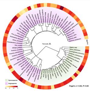 PLANT PHYLOGENY INFLUENCES ON ROOT LIFESPAN