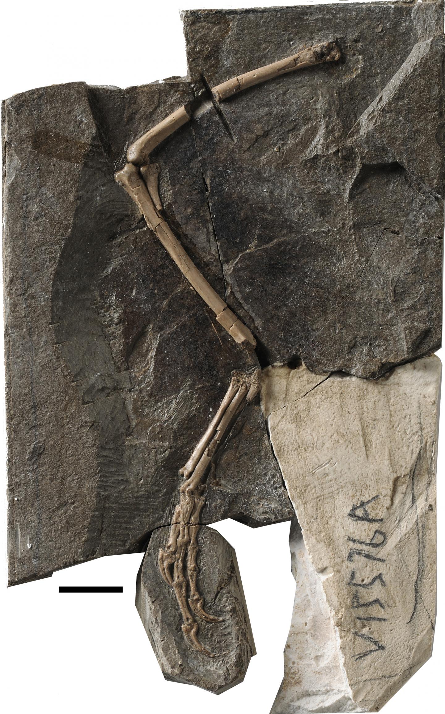 Main Slab of Pengornithid Enantiornithine