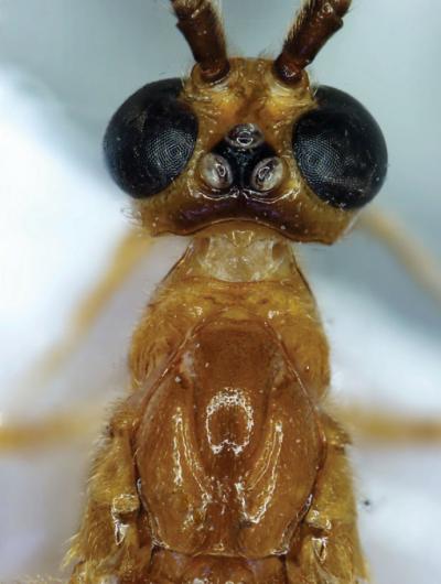 <i>Cystomastacoides asotaphaga</i>