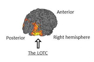 Figure 2. The position of the lateral occipito-temporal cortex, LOTC, indicated by the arrow.