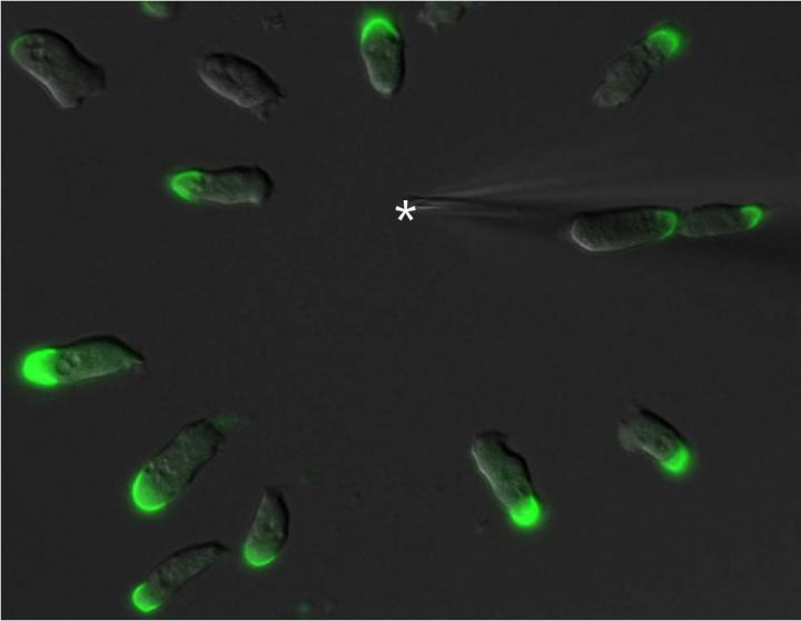 Callipygian Defines the Back of Migrating Cells