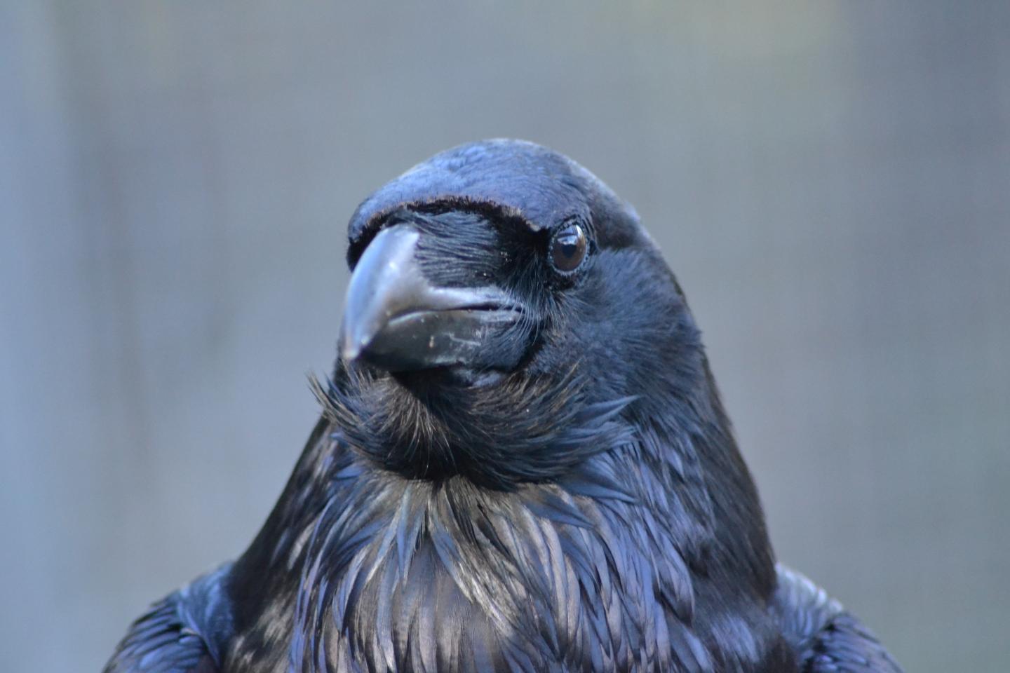 Raven with Food