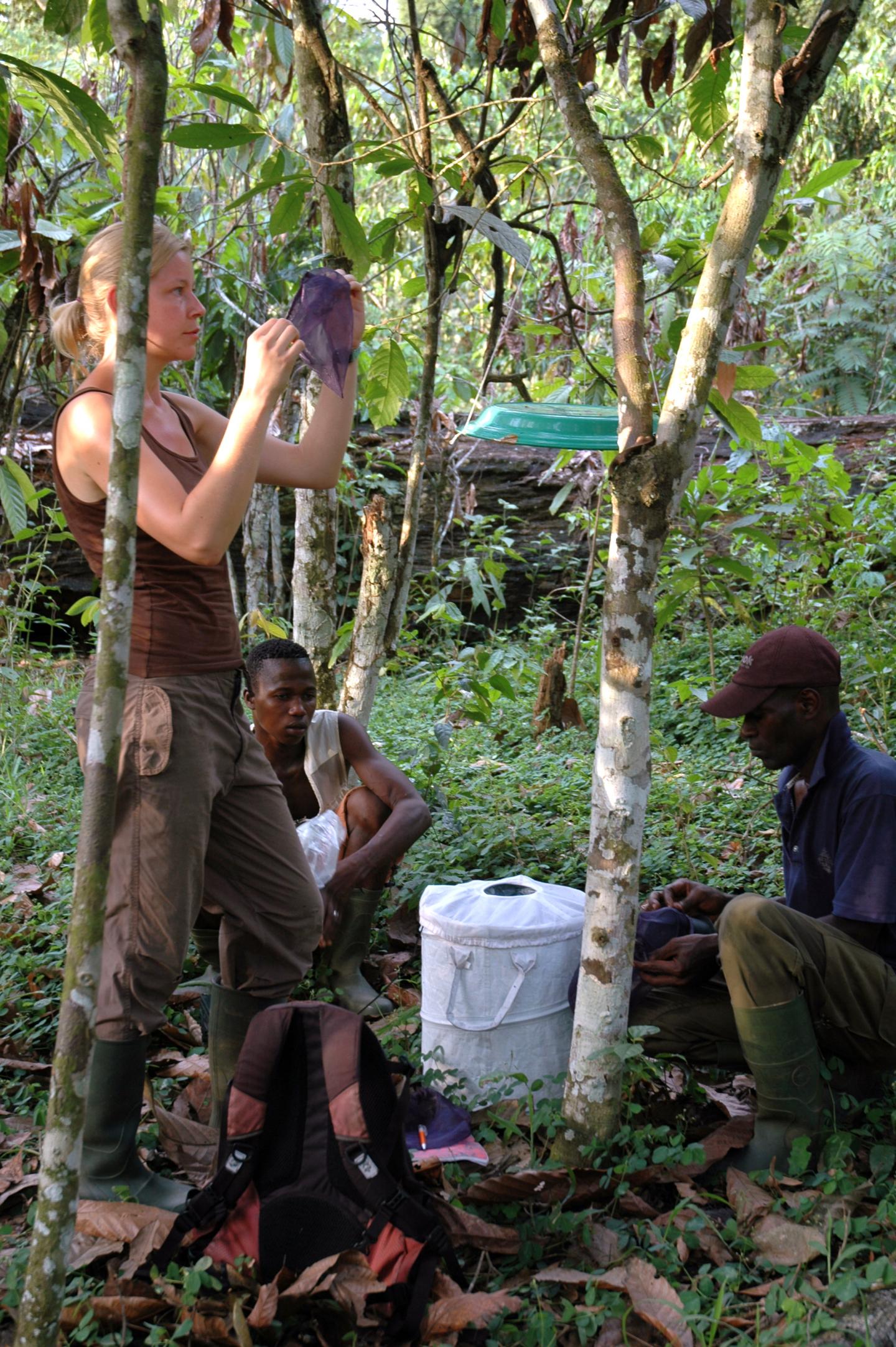 In the Tropical Rainforest of the Ivory Coast