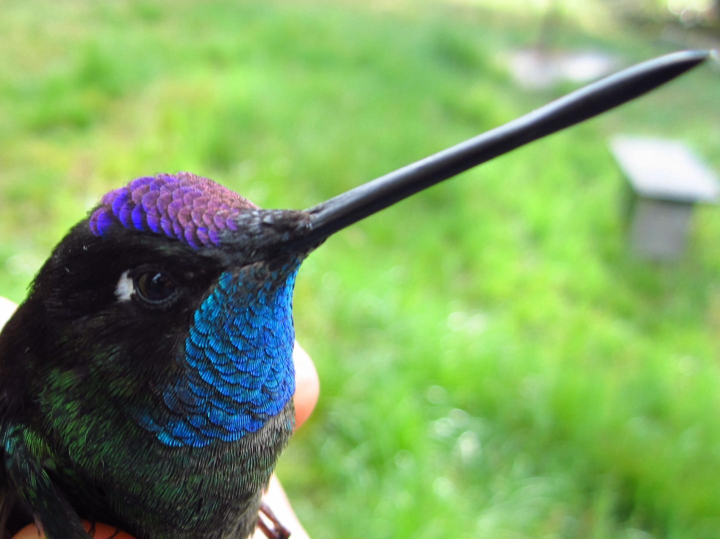 A Magnificent Hummingbird (Eugenes fulgens)