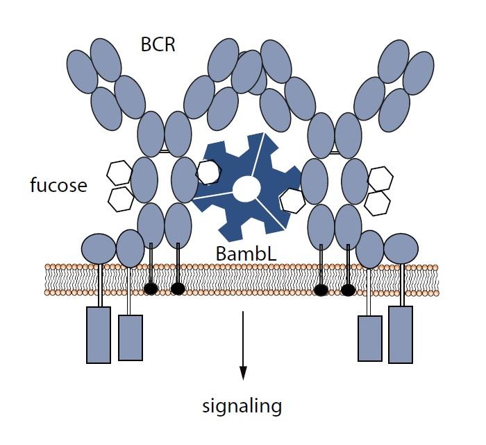 Binding with Consequences