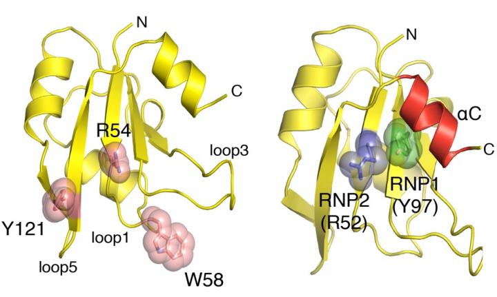 RNA-binding Domains Reveal Multitasking Secrets