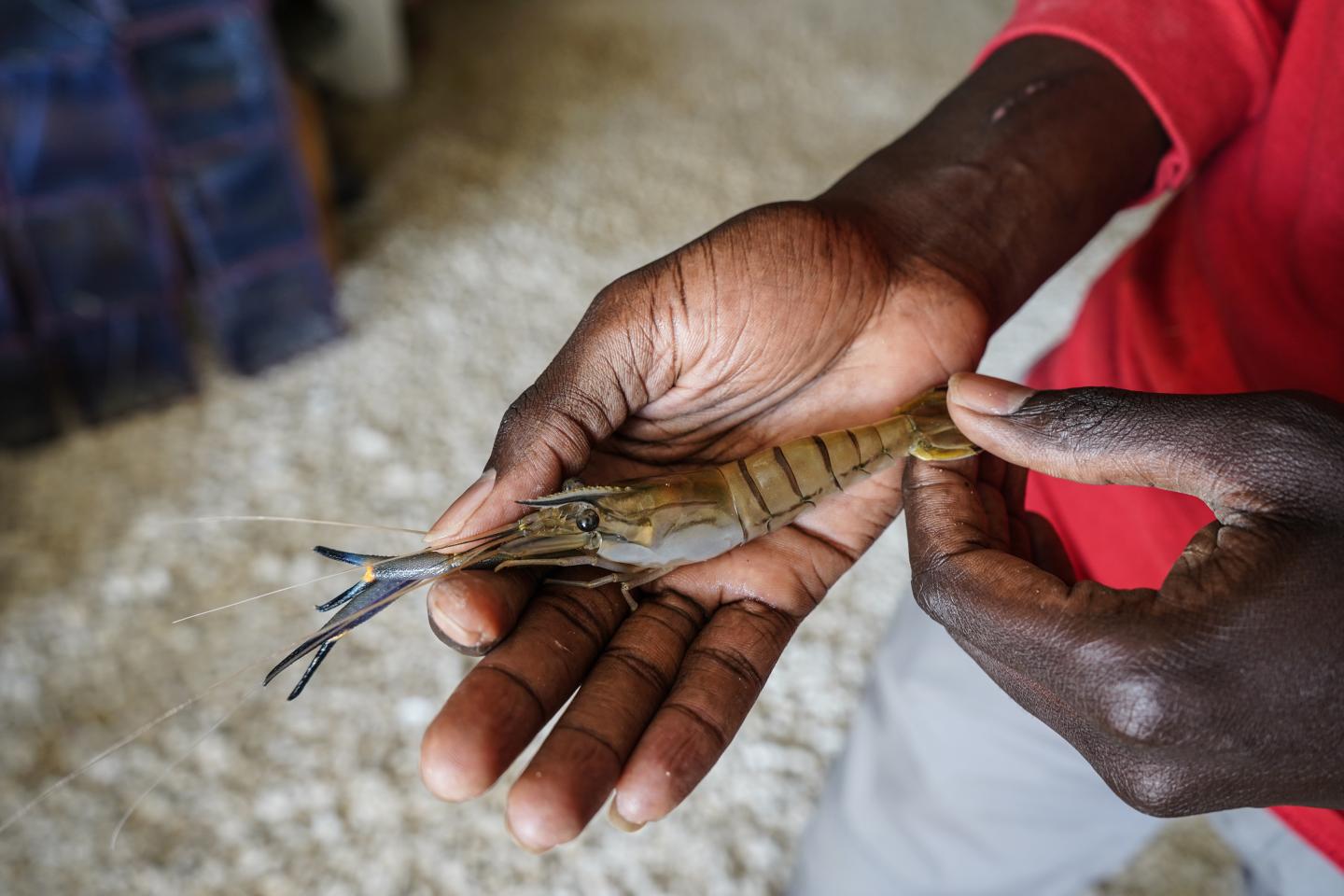 Prawns Battle 'Blood Flukes'