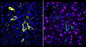 New technique shows in detail where drug molecules hit their targets in the body