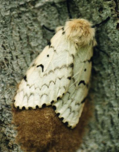 Virus Gene Leads Moths to Tree-Top Doom (7 of 9)