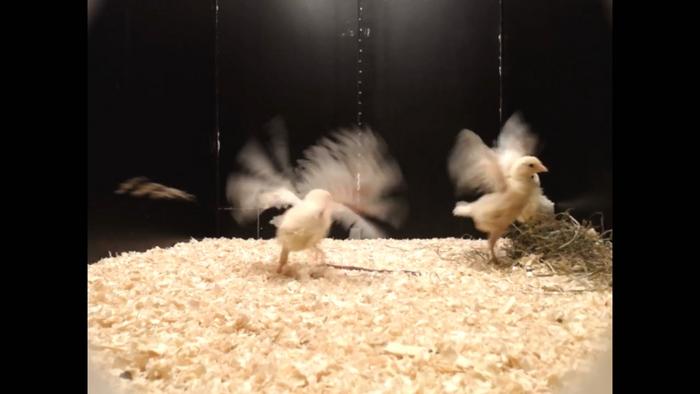 Chicks playing