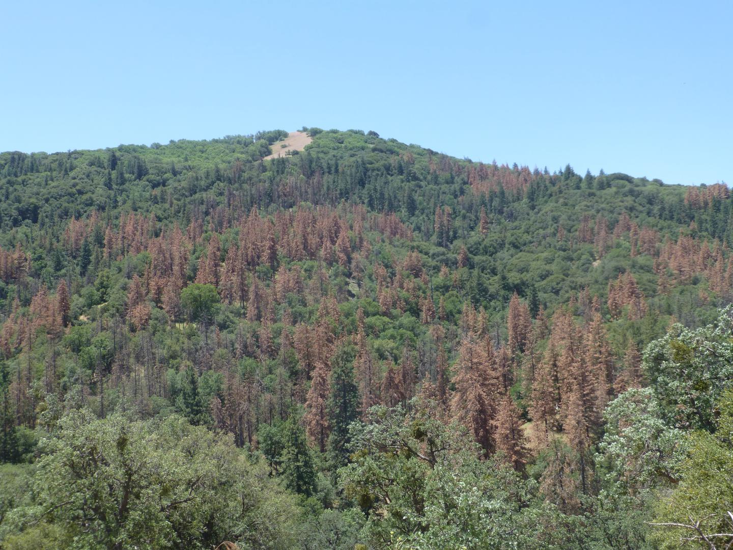 Clark Drought Trees