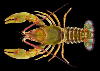 A New Giant Crayfish: <I>Barbicambarus simmonsi</I>