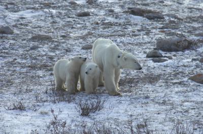 Adult Female Polar Bear