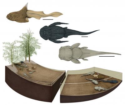 Placoderm Nursery Diagram