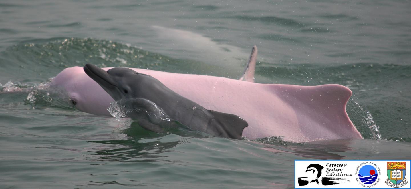 Share price dolphin DOLPHIN CAPITAL