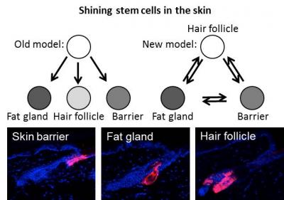 Shining Stem Cells (2 of 2)