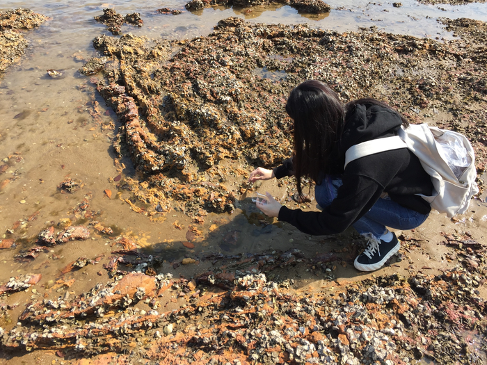 Dr Yuanyuan Hong was collecting sediment sample for laboratory analysis. (Photo credit: Yuanyuan Hong)