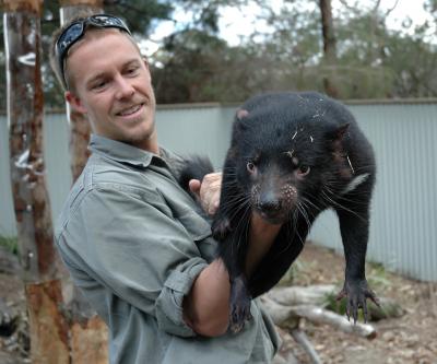 Scientists Sequence Endangered Tasmanian Devil's Genome (1 of 3)