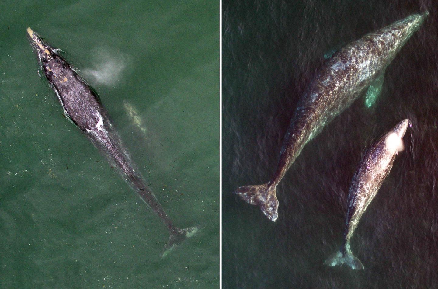 Gray Whale Comparison