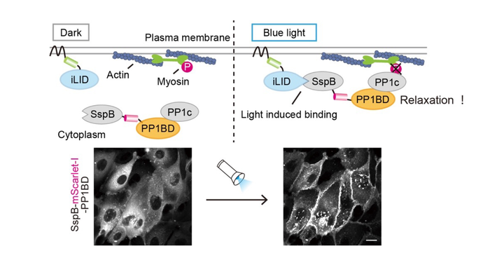 Design of the OptoMYpT system