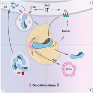 USTC Reveals How Lipopolysaccharide Binding Protein Resists Hepatic Oxidative Stress