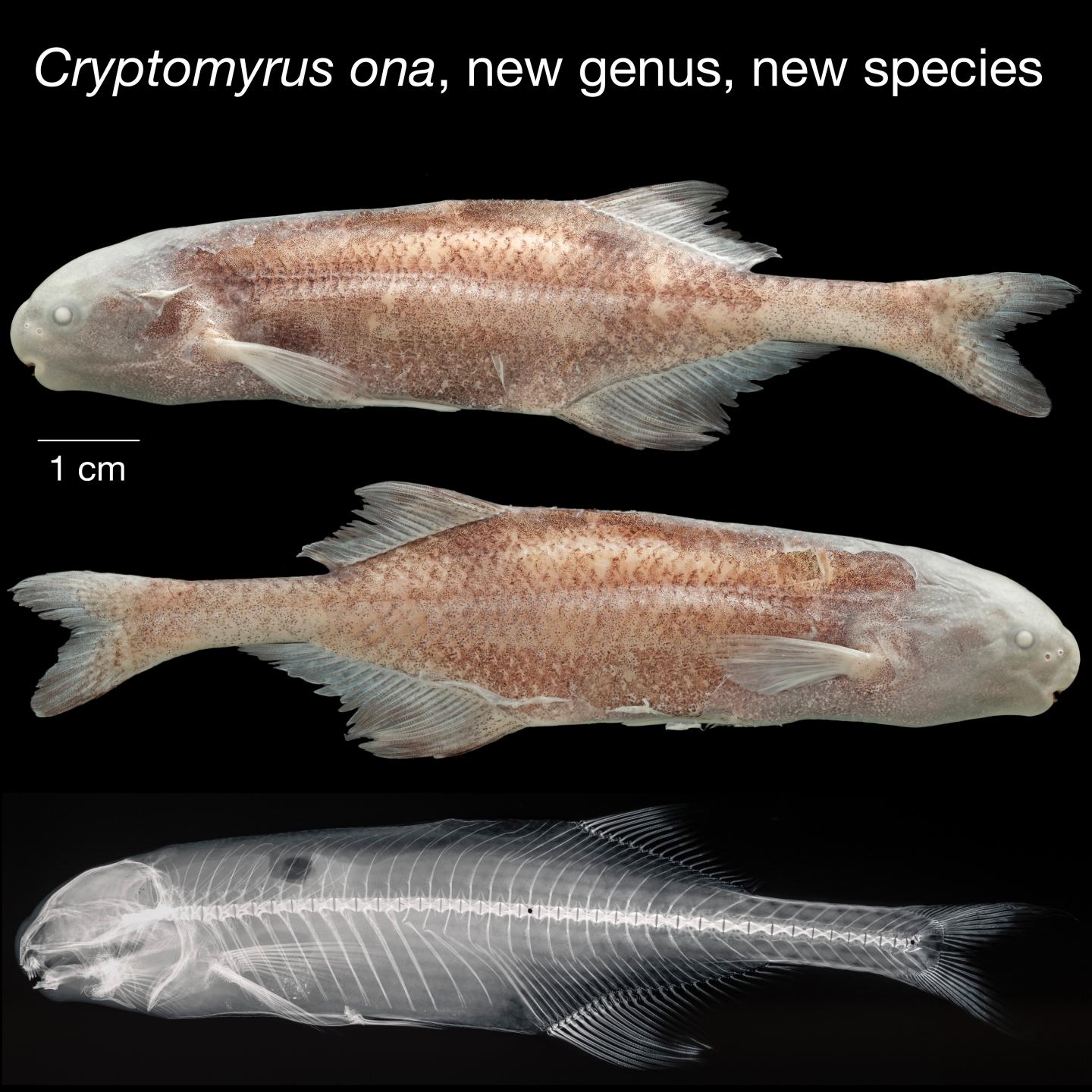 <em>Cryptomyrus ona</em>