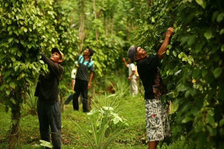Farmers Tending a Pepper Garden in Southeast Sulawesi