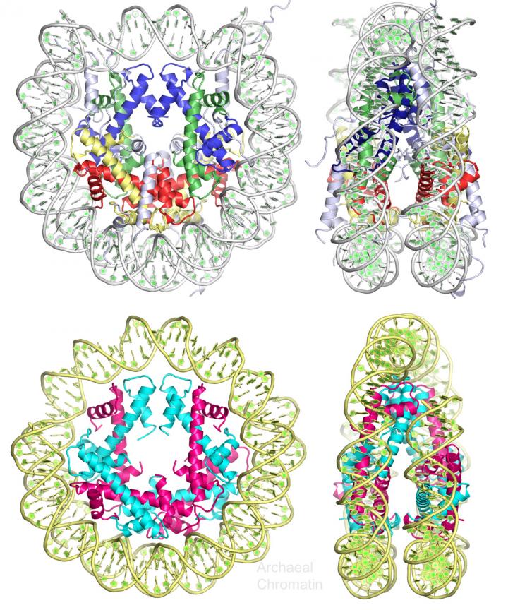Chromatin Structures