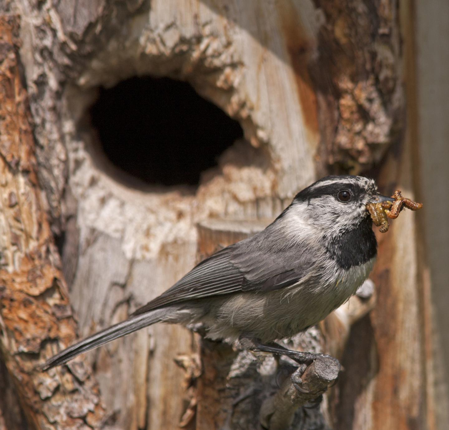 How Do Young Birds Know When to Leave the Nest? (1 of 5)