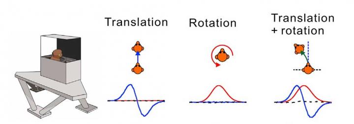 Tailored Stimuli to Simulate Curvilinear Self-Motion