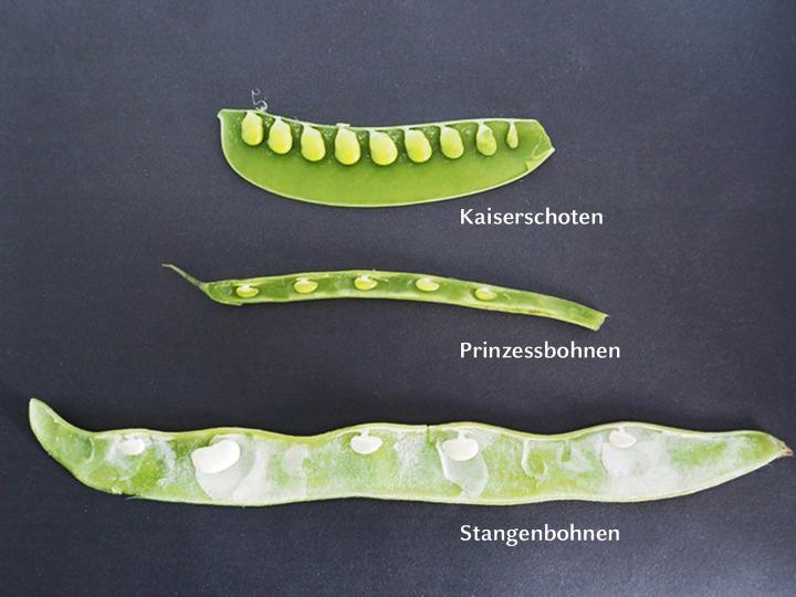 Seeds in Different Bean and Pea Pods
